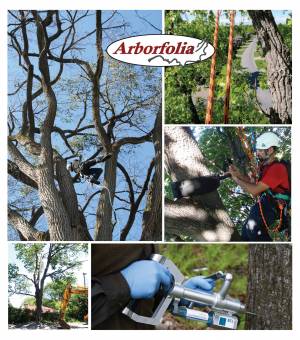 Arborfolia