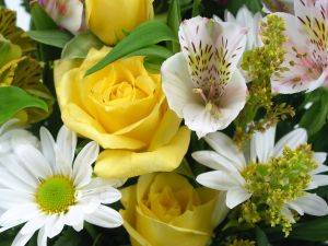 Les fleurs Dimitry et cadeaux