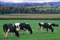 FERME JANIBERT INC